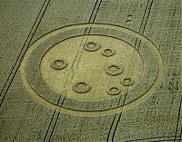 Fauna & Flora: crop circle