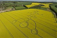 Fauna & Flora: crop circle