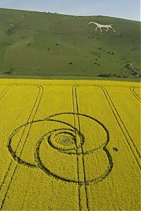 Fauna & Flora: crop circle