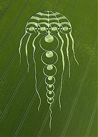 Fauna & Flora: crop circle