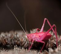 Fauna & Flora: Pink Katydid, Amblycorypha oblongifolia