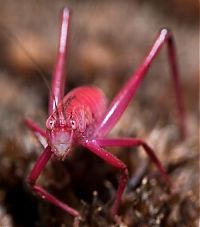 Fauna & Flora: Pink Katydid, Amblycorypha oblongifolia