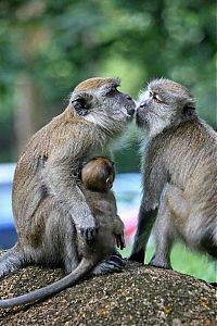 Fauna & Flora: kissing animals