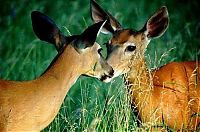 Fauna & Flora: kissing animals