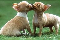 Fauna & Flora: kissing animals