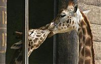 Fauna & Flora: kissing animals