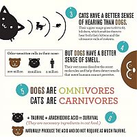 Fauna & Flora: infographics about cats and dogs