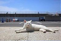Fauna & Flora: white lazy cat