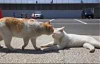 Fauna & Flora: white lazy cat