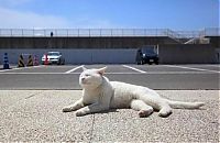 Fauna & Flora: white lazy cat