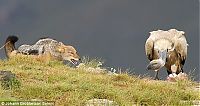 Fauna & Flora: jackal vs vulture