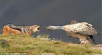 Fauna & Flora: jackal vs vulture