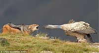 TopRq.com search results: jackal vs vulture