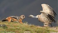 TopRq.com search results: jackal vs vulture