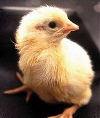 TopRq.com search results: chicken evolution