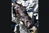 TopRq.com search results: Strange animal found in Canada