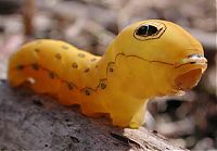 Fauna & Flora: Spicebush Swallowtail caterpillar