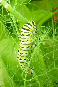 Fauna & Flora: Spicebush Swallowtail caterpillar