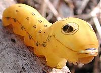 Fauna & Flora: Spicebush Swallowtail caterpillar