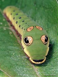 Fauna & Flora: Spicebush Swallowtail caterpillar