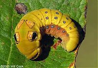 TopRq.com search results: Spicebush Swallowtail caterpillar