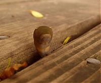 Fauna & Flora: Spicebush Swallowtail caterpillar