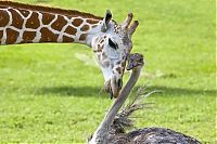 Fauna & Flora: giraffe and ostrich