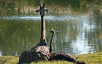 Fauna & Flora: giraffe and ostrich