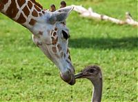 Fauna & Flora: giraffe and ostrich