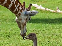 Fauna & Flora: giraffe and ostrich