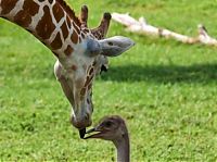 TopRq.com search results: giraffe and ostrich
