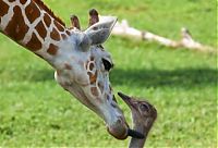 Fauna & Flora: giraffe and ostrich