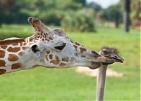 TopRq.com search results: giraffe and ostrich