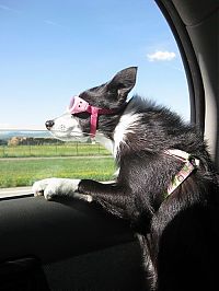 Fauna & Flora: dogs love cars and wind