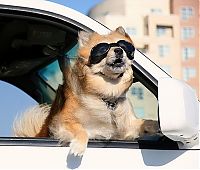 Fauna & Flora: dogs love cars and wind