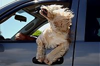 Fauna & Flora: dogs love cars and wind