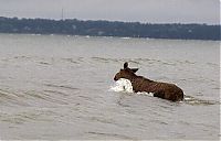 Fauna & Flora: Moose rescue operation, Tallinn, Estonia