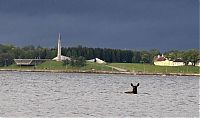 Fauna & Flora: Moose rescue operation, Tallinn, Estonia