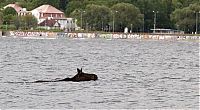 Fauna & Flora: Moose rescue operation, Tallinn, Estonia