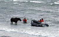 Fauna & Flora: Moose rescue operation, Tallinn, Estonia