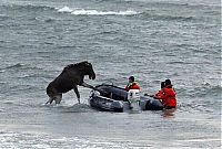 Fauna & Flora: Moose rescue operation, Tallinn, Estonia