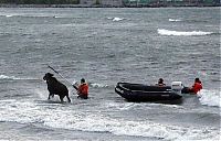 Fauna & Flora: Moose rescue operation, Tallinn, Estonia