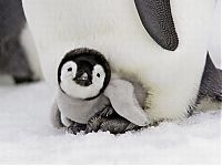 Fauna & Flora: cute baby pet animal