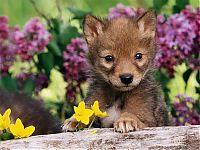 Fauna & Flora: cute baby pet animal