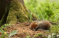 Fauna & Flora: cute baby pet animal