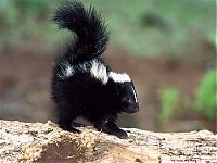Fauna & Flora: cute baby pet animal