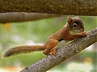 Fauna & Flora: cute baby pet animal