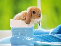 Fauna & Flora: cute baby pet animal