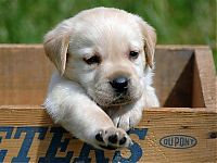 Fauna & Flora: cute baby pet animal