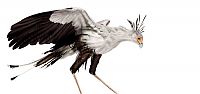 Fauna & Flora: stunning high-speed photos of birds